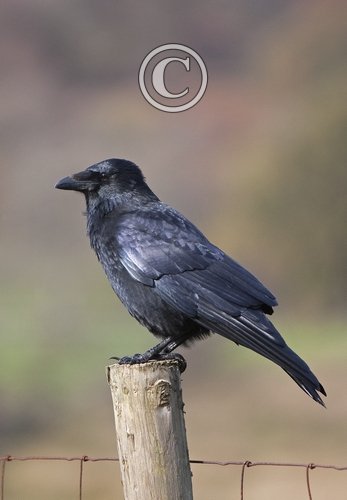 Carrion Crow DM0768
